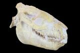 Fossil Oreodont (Merycoidodon) Skull - Wyoming #134357-7